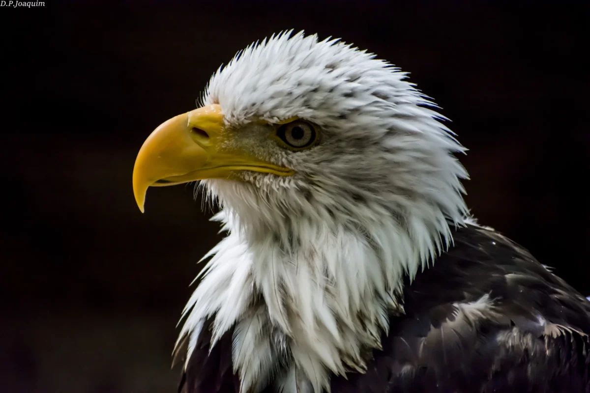 Pierre-Joaquim · 22/08/2020 · 6000 x 4000 Cette photographie met en scène un **aigle**, probablement un aigle royal ou une espèce similaire, comme sujet principal. Le **cadrage** est serré sur sa tête, capturant ses détails avec précision. La **composition** est épurée, centrée sur l’animal, avec un fond sombre qui accentue son regard perçant.La **lumière** est douce et naturelle, mettant en valeur les contrastes entre les plumes claires et foncées. Les **couleurs dominantes** sont les tons gris-brun, blanc et jaune vif (bec et yeux). Le style est **réaliste et documentaire**, avec une ambiance **sauvage et majestueuse**, soulignant la puissance et la noblesse du rapace.
