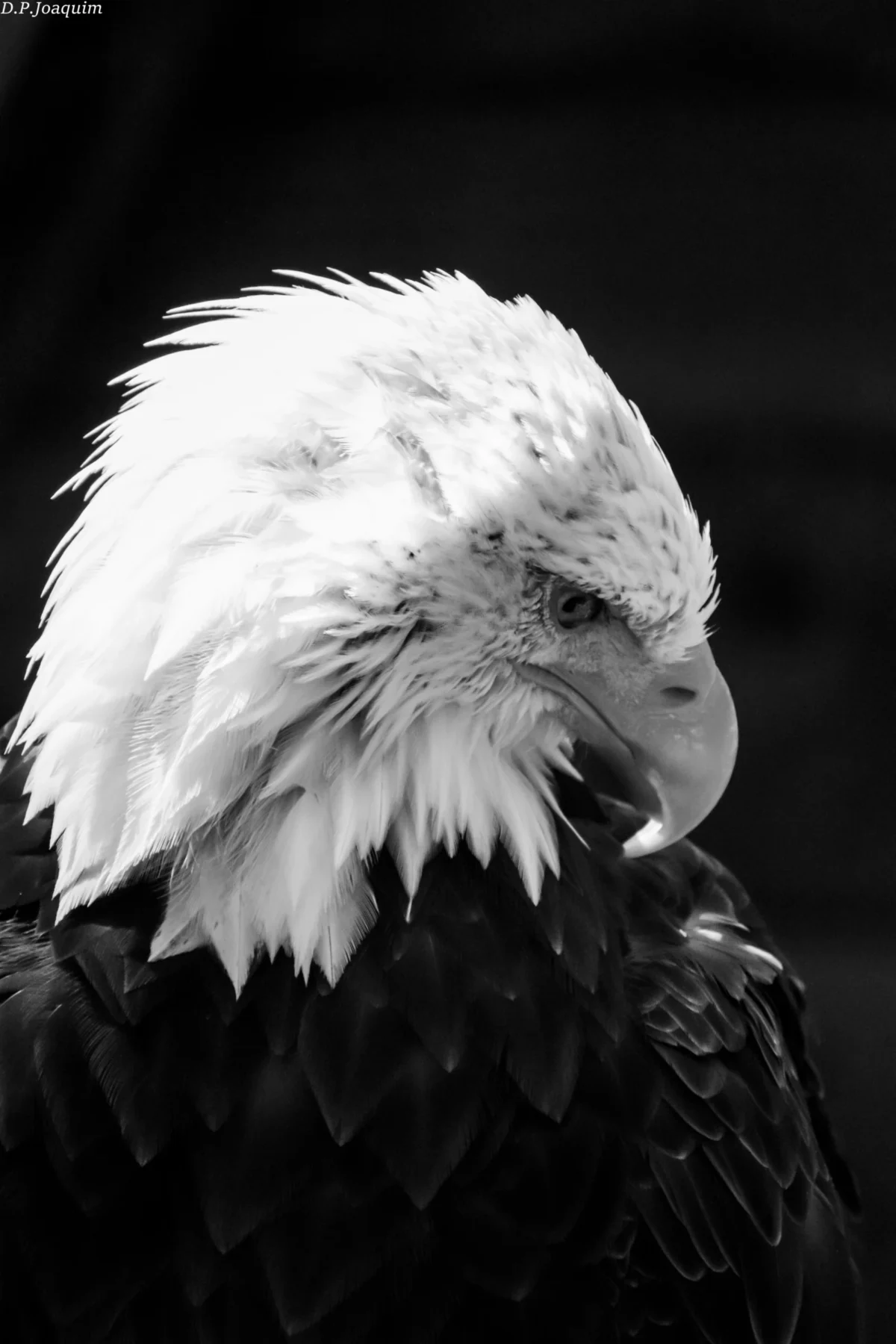 Pierre-Joaquim · 22/08/2020 · 4000 x 6000 Cette photographie met en scène un **aigle à tête blanche**, sujet principal majestueux. Le **cadrage serré** isole son visage, mettant en valeur ses plumes blanches et son regard perçant. La **composition** est épurée, centrée sur l’animal.La **lumière**, douce et contrastée, accentue les textures des plumes et crée des ombres profondes. En **noir et blanc**, les tons varient du blanc pur aux noirs intenses, renforçant le dramatique. Le style, **sobre et naturel**, évoque une ambiance **sauvage et puissante**, soulignant la noblesse du rapace.
