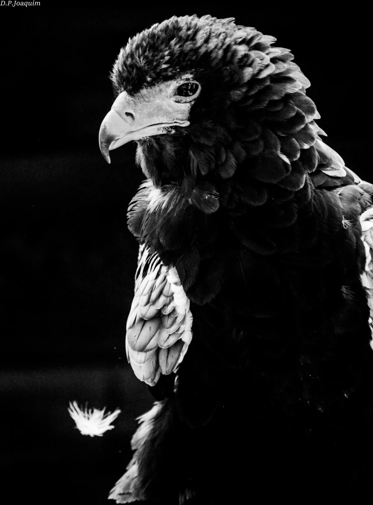 Pierre-Joaquim · 22/08/2020 · 4000 x 5411 Cette photographie met en scène un **aigle** ou un rapace de grande taille comme sujet principal. Le **cadrage** est serré, centré sur la tête et le haut du corps, avec une légère inclinaison vers la gauche.La **composition** est dynamique, accentuée par la posture du volatile. La **lumière**, contrastée, crée des ombres marquées, renforçant le relief des plumes. En **niveau de gris**, les tons varient du noir profond au blanc, avec des nuances intermédiaires.Le style est **sombre et dramatique**, évoquant une ambiance **sauvage et puissante**, presque mystique.
