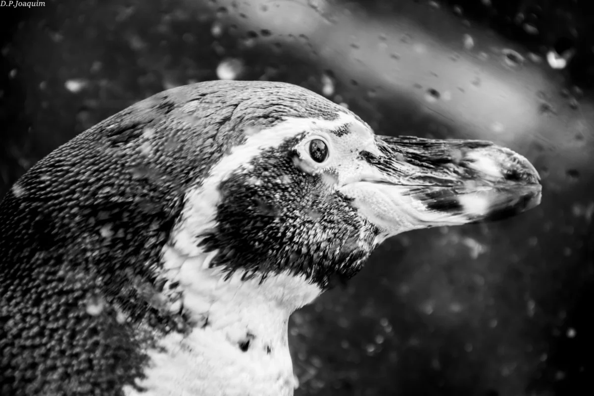 Pierre-Joaquim · 13/11/2021 · 6000 x 4000 Cette photographie met en scène un manchot en gros plan. Le sujet principal est son visage et son bec, capturés avec précision. La composition est simple et centrée, mettant en valeur les détails texturés des plumes et du bec.Le cadrage serré isole l’animal, créant une ambiance intime. La lumière, douce et naturelle, souligne les contrastes entre les zones claires et sombres, accentuant les traits du manchot. En noir et blanc, les couleurs dominantes sont les nuances de gris, renforçant le côté dramatique et artistique. Le style est documentaire et esthétique, évoquant une atmosphère à la fois sauvage et contemplative.