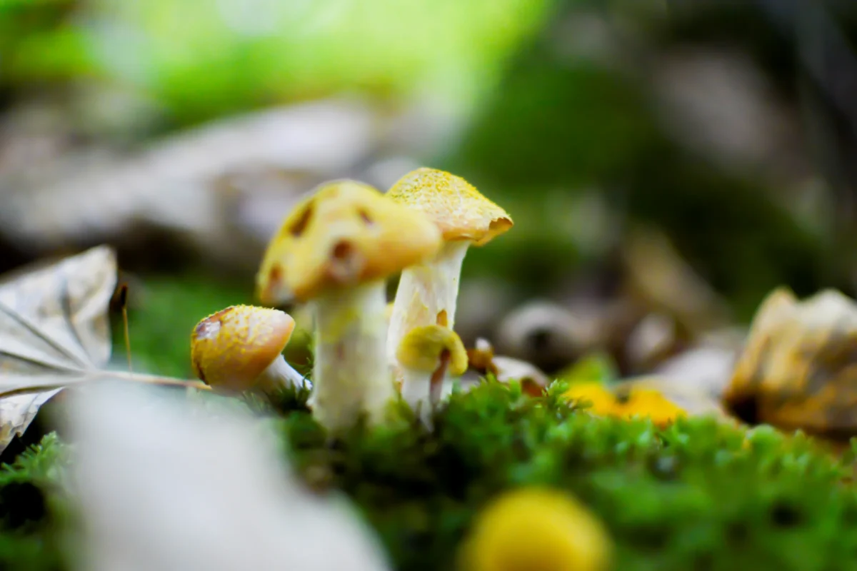 Pierre-Joaquim · 28/10/2021 · 5858 x 3906 Cette photographie met en scène des **champignons** (morilles ou similaires) comme sujet principal. La **composition** est centrée sur ces champignons, légèrement flous en arrière-plan, avec des éléments naturels comme des feuilles et mousses.Le **cadrage** est serré, mettant en valeur les détails texturés. La **lumière** douce et naturelle accentue les contrastes et les nuances. Les **couleurs dominantes** sont des tons **beiges, jaunes et verts**, créant une ambiance naturelle et apaisante.Le style est **minimaliste et réaliste**, évoquant une **atmosphère forestière mystérieuse et organique**.