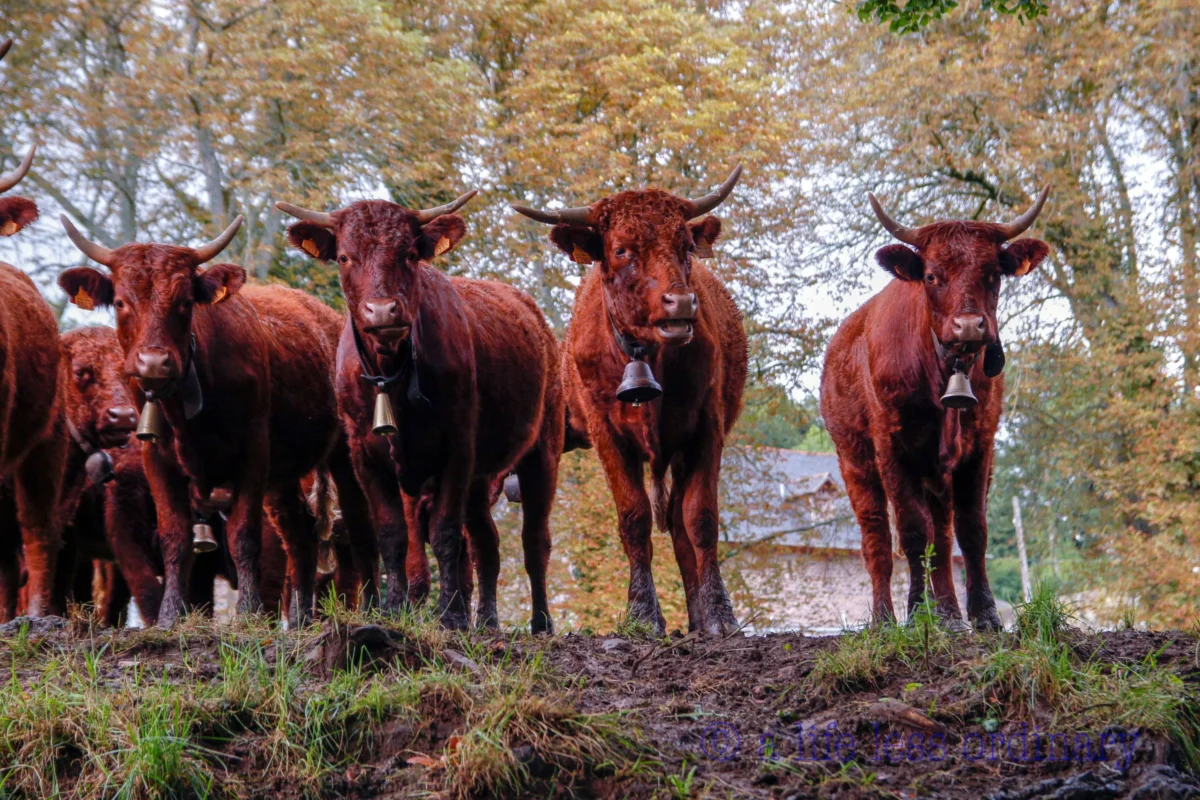 Cédric · 11/08/2017 · 5184 x 3456 Cette photographie met en scène un groupe de cinq bovins, probablement des taureaux, comme sujets principaux. La composition est symétrique et linéaire, avec les animaux alignés sur un chemin boueux.Le cadrage est serré, centré sur les animaux, avec un arrière-plan flou de végétation automnale. La lumière douce et naturelle crée des ombres douces, évoquant une ambiance paisible et légèrement mélancolique.Les couleurs dominantes sont les tons bruns et rouges des animaux, contrastant avec les verts et jaunes des feuilles en arrière-plan. Le style est réaliste et photographique, avec une ambiance rustique et naturelle.