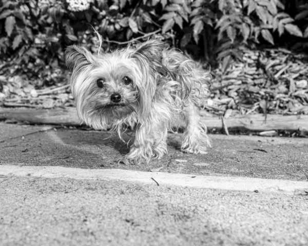 Thierry · 07/02/2026 · 3840 x 3072 Cette photographie en noir et blanc met en scène un petit chien à poils longs, sujet principal, assis sur une surface en béton près d’un trottoir. La composition est simple et centrée, avec un cadrage serré qui isole l’animal. L’arrière-plan flou montre des feuilles et des branches, suggérant un environnement naturel.La lumière semble douce et naturelle, créant des contrastes modérés. L’absence de couleurs renforce l’aspect intemporel et dramatique. Le style est documentaire et spontané, évoquant une ambiance à la fois rustique et touchante, mettant en valeur la vulnérabilité et la curiosité du chien.