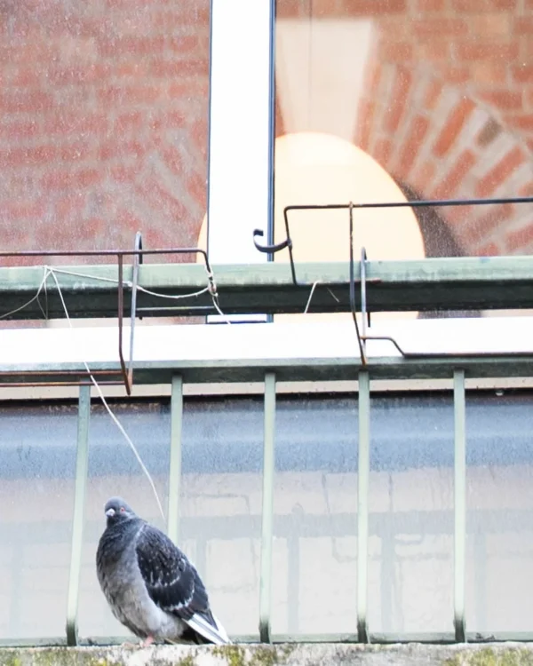 Alice · 902 x 1128 Cette photographie met en scène un **pigeon** comme sujet principal, posé sur un rebord de fenêtre ou un garde-corps métallique. La **composition** est simple et épurée, avec un cadrage serré sur l'oiseau en bas et un arrière-plan flou.La **lumière** semble naturelle, douce et légèrement tamisée, créant des contrastes subtils. Les **couleurs dominantes** sont des tons neutres : gris du pigeon, gris-bleu du métal, et une touche de rouge-orange sur le mur en arrière-plan.Le **style** est documentaire et sobre, évoquant une **ambiance** calme et urbaine, presque intimiste malgré le cadre architectural.