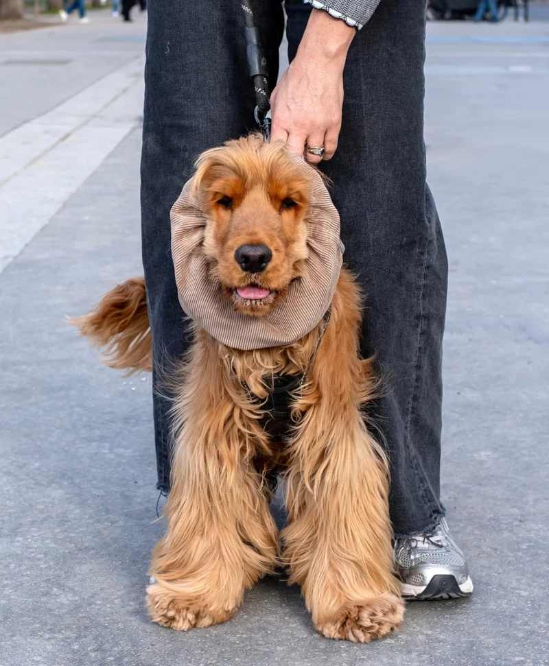 Nathalie C H · 1231 x 1494 Cette photographie met en scène un **Cocker Spaniel** comme sujet principal, assis devant une personne vêtue de jeans et de baskets. La **composition** est simple et centrée, avec un cadrage serré sur le chien, mettant en valeur son expression joyeuse.La lumière semble naturelle, douce et légèrement latérale, créant des ombres subtiles. Les **couleurs dominantes** sont les tons chauds du pelage du chien (beige-rousse) et les teintes neutres des vêtements de la personne (gris, noir).Le style est **dépouillé et spontané**, évoquant une ambiance **douce et conviviale**, presque urbaine.