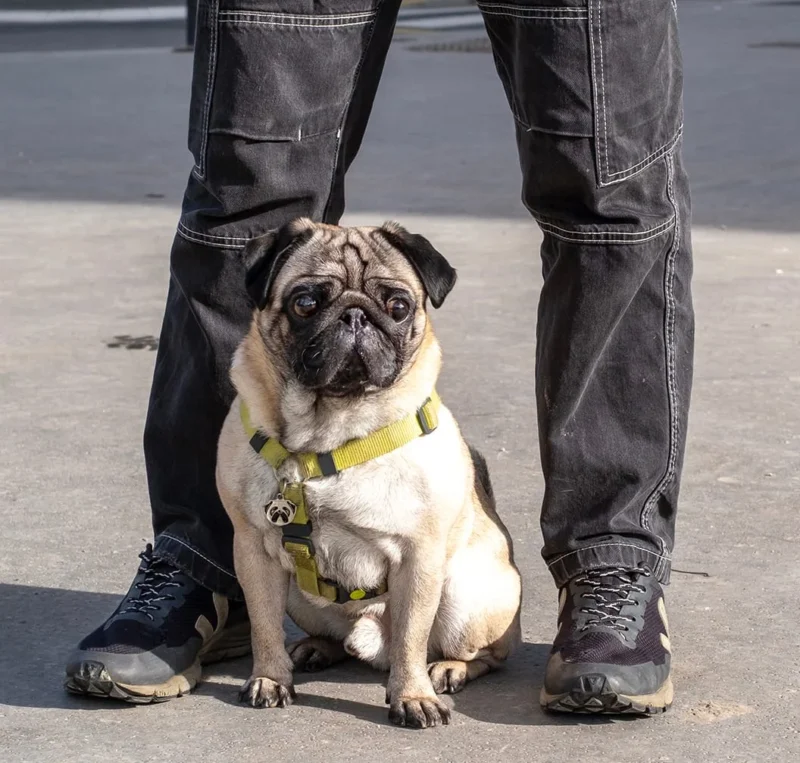 Nathalie C H · 1056 x 1007 Cette photographie met en scène un **pug** comme sujet principal, assis sur une surface pavée. Le cadrage est serré, centré sur le chien et les jambes de son propriétaire, créant une composition équilibrée.La lumière semble naturelle, probablement en extérieur, avec des ombres douces. Les **couleurs dominantes** sont les tons beiges du chien, les bleus foncés des jeans et les touches de jaune vif du harnais. Le style est simple et réaliste, évoquant une ambiance quotidienne et chaleureuse.