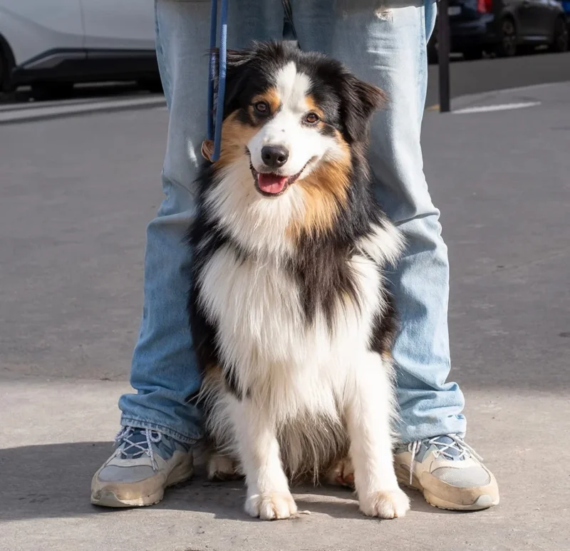 Nathalie C H · 1102 x 1065 Cette photographie met en scène un chien de type Border Collie comme sujet principal. Le cadrage est serré, centré sur l'animal assis entre les jambes d'une personne, partiellement visible.La lumière est naturelle et semble douce, éclairant bien le sujet sans créer d'ombres marquées. Les couleurs dominantes sont les teintes tricolores du chien (noir, blanc et marron) ainsi que les bleus et gris des vêtements et du sol.Le style est simple et spontané, évoquant une ambiance détendue et chaleureuse, presque documentaire.