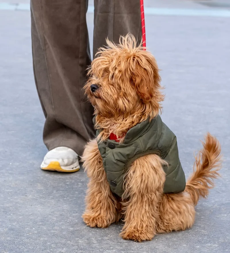 Nathalie C H · 1086 x 1199 Cette photographie met en scène un petit chien de type Caniche ou croisé, sujet principal, assis sur une surface pavée. Il porte un petit manteau vert et semble attentif.La composition est simple et centrée, avec un cadrage serré sur le chien, laissant apparaître partiellement une jambe et un pied humain en arrière-plan. La lumière est naturelle et semble douce, sans ombres marquées. Les couleurs dominantes sont les tons beiges et bruns du pelage du chien, contrastant avec le vert du manteau et le gris de l’asphalte.L’ambiance est calme et quotidienne, évoquant une promenade urbaine.