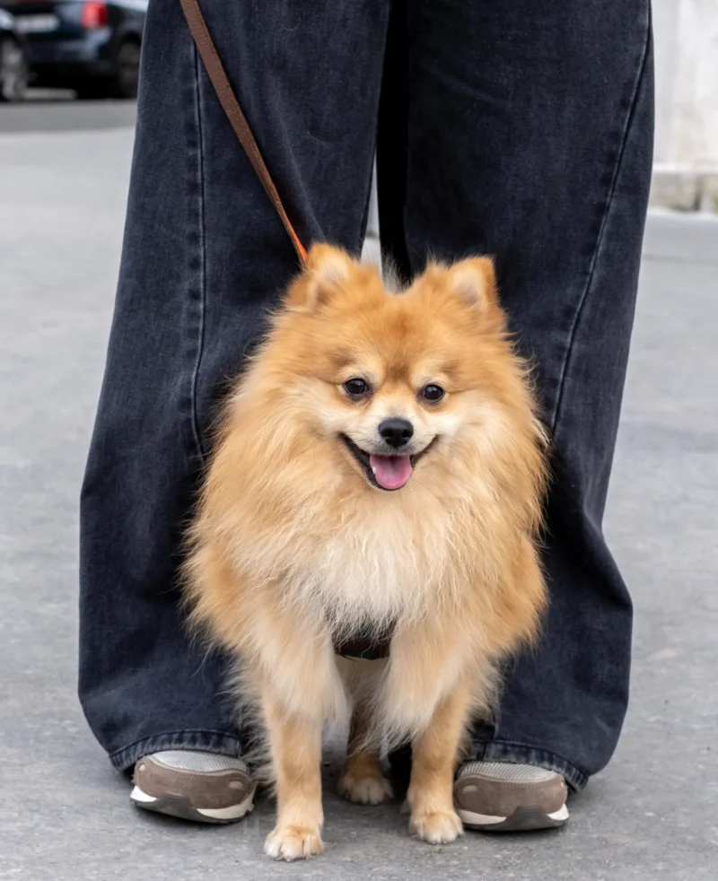 Nathalie C H · 21/02/2026 · 2925 x 3589 Cette photographie met en scène un petit chien de race Poméranien comme sujet principal. Le cadrage est serré sur le bas du corps du chien et les jambes de son propriétaire, créant une composition centrée et intime.La lumière semble naturelle, douce et légèrement tamisée, évitant les ombres marquées. Les couleurs dominantes sont les tons chauds du pelage orange du chien et les teintes bleues foncées des vêtements du propriétaire. Le style est simple et spontané, évoquant une ambiance chaleureuse et quotidienne, presque documentaire.