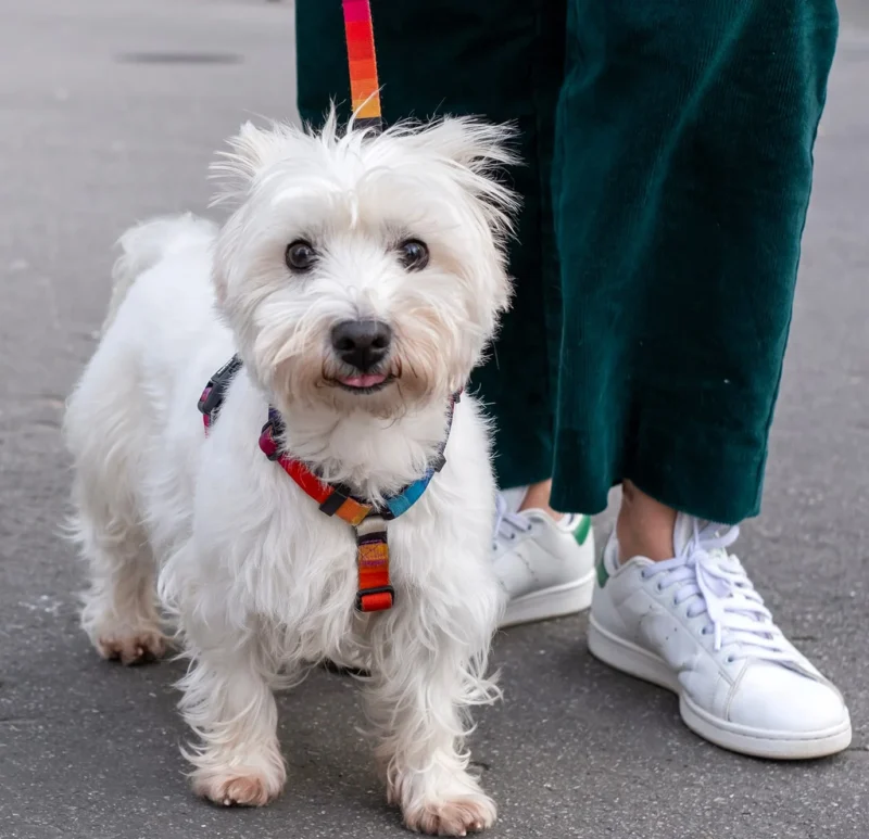 Nathalie C H · 1377 x 1330 Cette photographie met en scène un petit chien blanc à poils longs comme sujet principal. Le cadrage est serré, centré sur l’animal, avec une partie des jambes et des pieds d’une personne en arrière-plan.La lumière semble naturelle, douce et légèrement latérale, mettant en valeur le pelage du chien. Les couleurs dominantes sont les tons blancs et pastel du chien, contrastés par les couleurs vives de son collier (rouge, bleu, vert) et les teintes vertes des vêtements ainsi que les blanches des baskets.L’ambiance est chaleureuse et décontractée, évoquant une promenade urbaine.