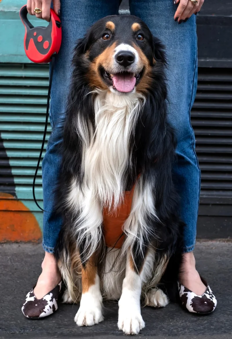 Nathalie C H · 1063 x 1553 Cette photographie met en scène un chien de type Border Collie comme sujet principal, assis devant une personne partiellement visible. La composition est simple et centrée, avec un cadrage serré sur le chien, qui occupe une grande partie de l'image.La lumière semble naturelle et douce, éclairant bien le sujet sans ombres marquées. Les couleurs dominantes sont les teintes naturelles du chien (noir, blanc, marron) et les tons sobres des vêtements de la personne (bleu, noir). Le style est photographique classique, avec une ambiance chaleureuse et détendue, mettant en valeur la joie et la vitalité de l'animal.