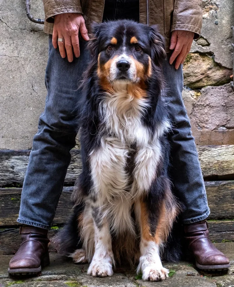 Nathalie C H · 1036 x 1269 Cette photographie met en scène un chien de type Bernois ou Entlebucher, sujet principal, assis entre les jambes d’une personne vêtue d’un pantalon en jean et de bottes.La composition est symétrique et serrée, avec un cadrage en plan serré. La lumière naturelle, douce et légèrement tamisée, met en valeur les textures du pelage et des vêtements. Les couleurs dominantes sont les tons terreux (beige, marron) du chien, contrastant avec le bleu foncé du jean et les touches de gris de la pierre en arrière-plan.Le style est naturel et intimiste, créant une ambiance chaleureuse et rustique.