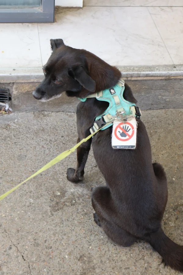 Camilla · 08/09/2025 · 3791 x 5687 Cette photographie montre un chien noir comme sujet principal, assis sur une surface en béton. Il porte un harnais vert avec une étiquette rouge et blanche, probablement un accessoire de service ou de sauvetage.La composition est simple et centrée, avec un cadrage serré sur le chien. La lumière semble naturelle, bien que légèrement contrastée, créant des ombres douces. Les couleurs dominantes sont les tons noirs du chien, les verts et rouges du harnais, et les gris du sol.Le style est documentaire et réaliste, évoquant une ambiance calme et professionnelle.