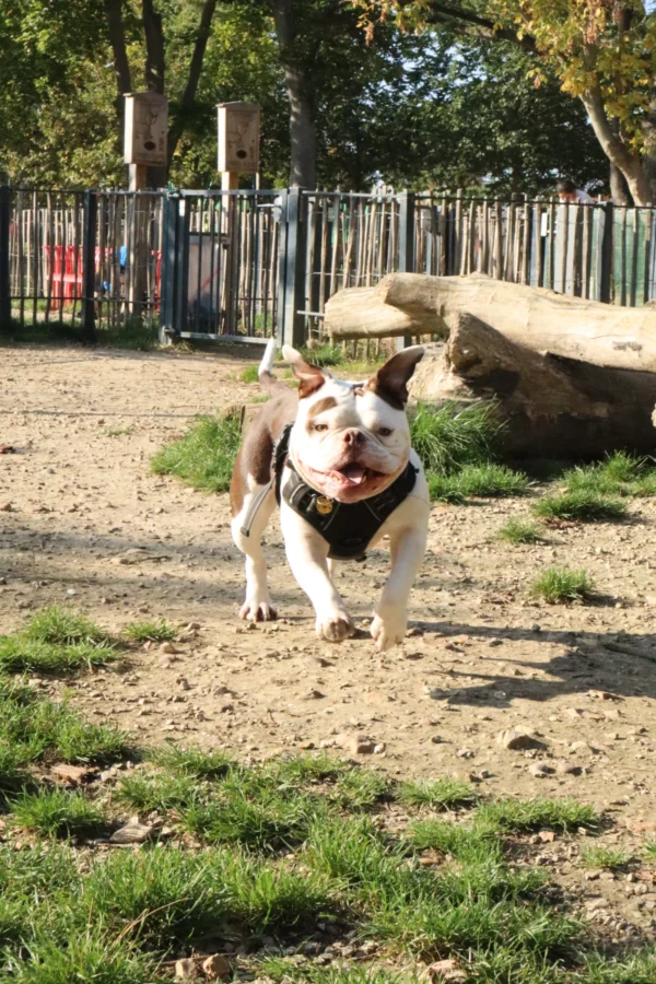 Camilla · 12/10/2025 · 3698 x 5547 Cette photographie met en scène un chien de type Bulldog ou Boston Terrier comme sujet principal, en mouvement dynamique, probablement en train de jouer. La composition est simple et naturelle, avec un cadrage serré sur le chien, centré dans l'image. L'arrière-plan montre un parc avec une clôture et des arbres, légèrement flouté.La lumière est naturelle et semble provenir d’un ensoleillement clair, créant des ombres douces. Les couleurs dominantes sont les teintes naturelles : blanc, brun et noir pour le chien, avec des tons verts et bruns pour le parc. Le style est photographique réaliste et spontané, évoquant une ambiance joyeuse et détendue.