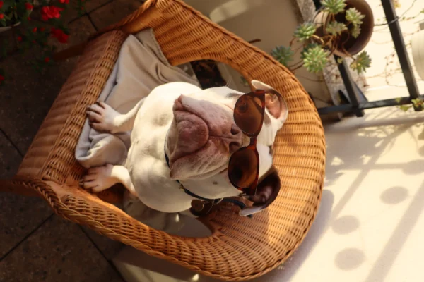 Camilla · 26/02/2026 · 6000 x 4000 Cette photographie met en scène un chien de race Shar-Peï, sujet principal, allongé sur un fauteuil en wicker. La composition est simple et centrée, avec un cadrage serré sur l’animal. La lumière naturelle, douce et légèrement contrastée, provient probablement du soleil, créant des ombres douces.Les couleurs dominantes sont les tons crème et gris du chien, contrastant avec le wicker brun du fauteuil. L’ambiance est calme et détendue, évoquant le confort et la tranquillité d’un intérieur cosy. Le style est naturel et spontané, sans retouches apparentes.