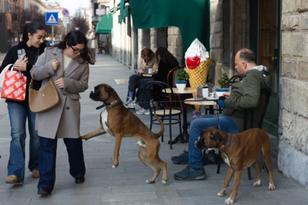 Fabienne · 22/02/2026 · 4491 x 2994 Cette photographie capture une scène urbaine animée. Le **sujet principal** est un chien brun debout au premier plan, accompagné d’un autre en arrière-plan. La **composition** montre une rue piétonne avec des passants et des cafés en terrasse.Le **cadrage** est serré sur les chiens et les gens, intégrant des éléments d’architecture et de vie quotidienne. La **lumière** est naturelle, douce, avec des ombres nettes, suggérant un jour ensoleillé mais frais. Les **couleurs dominantes** sont les tons neutres (beige, gris) et les touches chaudes (marron du chien, vert des parasols).Le **style** est documentaire et réaliste, reflétant une **ambiance** paisible et quotidienne de la ville.