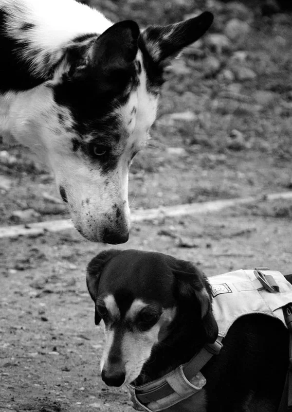 Pascale · 708 x 1000 Cette photographie en noir et blanc met en scène deux chiens comme sujets principaux. Le cadrage serré montre un chien à poils courts, regardant vers le haut, et un autre, probablement un Dalmatien, dont seule la tête est visible en bas à gauche.La composition est dynamique, avec un jeu de regards et une interaction subtile. La lumière douce et naturelle crée des contrastes doux, accentuant les textures des pelages. L’ambiance est calme et naturelle, évoquant une scène spontanée et authentique. Le style est documentaire et poétique, capturant un moment de complicité animale.