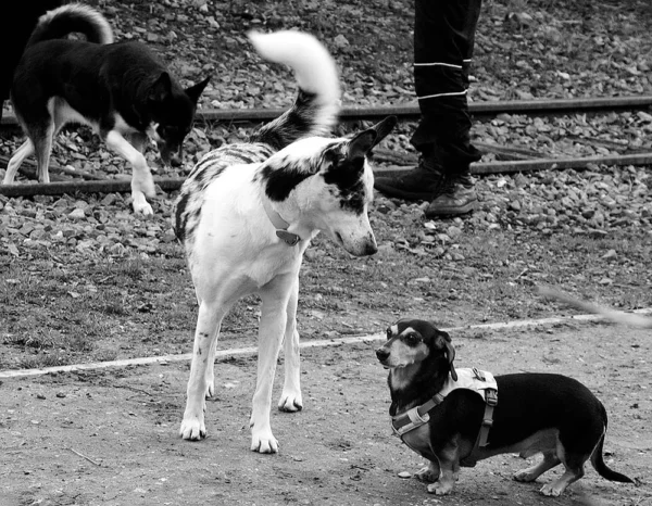 Pascale · 1000 x 777 Cette photographie en noir et blanc met en scène trois chiens comme sujets principaux. Le cadrage est serré sur un chien blanc au premier plan, observant deux autres chiens en arrière-plan, dont un en mouvement.La composition joue sur les contrastes de taille et de positionnement, créant une dynamique spatiale. La lumière, naturelle et douce, adoucit les contours et accentue les textures. Les ombres et clartés renforcent la profondeur.L’ambiance est calme et naturelle, évoquant une scène spontanée dans un environnement extérieur. Le style est documentaire, réaliste et dépouillé, grâce au monochrome.