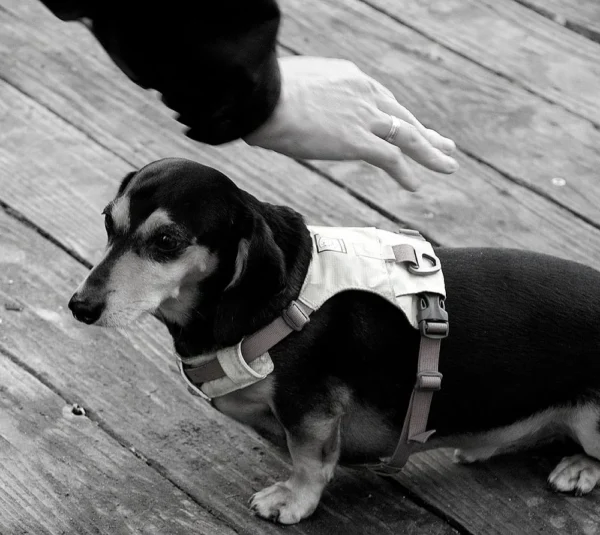 Pascale · 1000 x 892 Cette photographie en noir et blanc met en scène un dachshund comme sujet principal, assis sur une surface en bois. Le chien porte un harnais, ce qui suggère une activité ou un entraînement spécifique. La composition est simple, avec un cadrage serré sur le chien, laissant peu de place à l’arrière-plan.La lumière est douce, créant des contrastes modérés. L’ambiance est calme et intime, renforcée par le flou de l’arrière-plan et l’absence de couleurs. Le style est documentaire et naturel, évoquant une scène du quotidien.