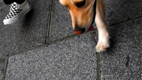 Franck T. · 1400 x 794 Cette photographie met en scène un chien comme sujet principal, vu de haut et partiellement, avec une patte avant équipée d’un jouet rouge. La composition est simple et centrée sur le sol en dalles grises.Le cadrage est serré, capturant uniquement une partie du chien et un bout de chaussure à carreaux. La lumière semble naturelle, douce et légèrement tamisée. Les couleurs dominantes sont les teintes grises du sol, le beige et marron du chien, ainsi que le rouge vif du jouet. Le style est documentaire et spontané, créant une ambiance décontractée et quotidienne.