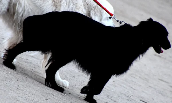 Franck T. · 1400 x 843 Cette photographie met en scène deux chiens en marche, l’un blanc et l’autre noir. Le sujet principal semble être le chien noir, partiellement en premier plan. La composition est dynamique, avec un cadrage serré qui isole les animaux. La lumière est naturelle et semble douce, créant des contrastes entre les zones éclairées et ombragées. Les couleurs dominantes sont le noir et le blanc, renforçant un style épuré et contrasté. L’ambiance est calme et naturelle, évoquant une promenade paisible. Le style est simple et direct, sans effets artistiques superflus.