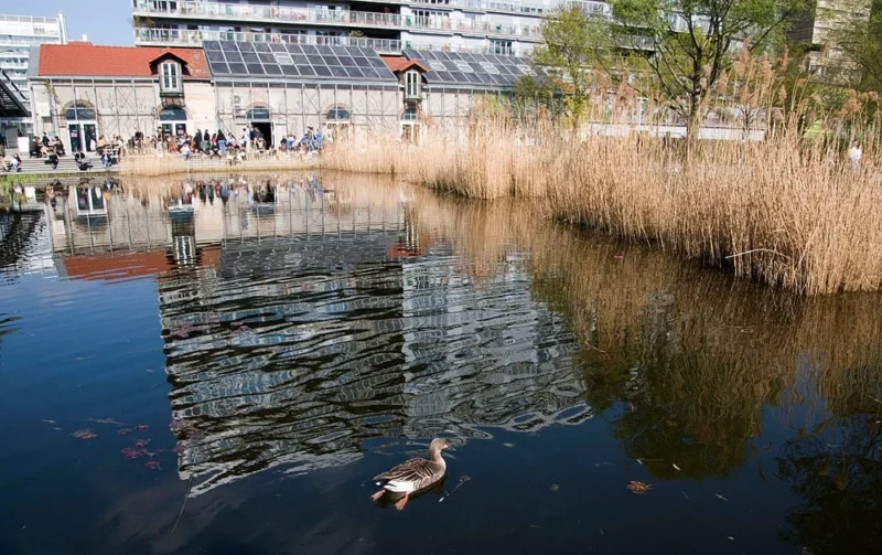 Pascale · 22/03/2026 · 1000 x 629 Cette photographie met en scène un canard nageant sur un plan d’eau calme, sujet principal reflété presque parfaitement. La composition joue sur la symétrie entre l’animal et son reflet, renforcée par le cadrage serré sur l’eau.La lumière, douce et naturelle, semble provenir d’un ciel légèrement nuageux, créant des ombres subtiles. Les couleurs dominantes sont les tons bleus et verts de l’eau, contrastant avec les teintes brunes des roseaux et les reflets grisâtres des bâtiments en arrière-plan.Le style est réaliste et contemplatif, évoquant une ambiance paisible et presque onirique.