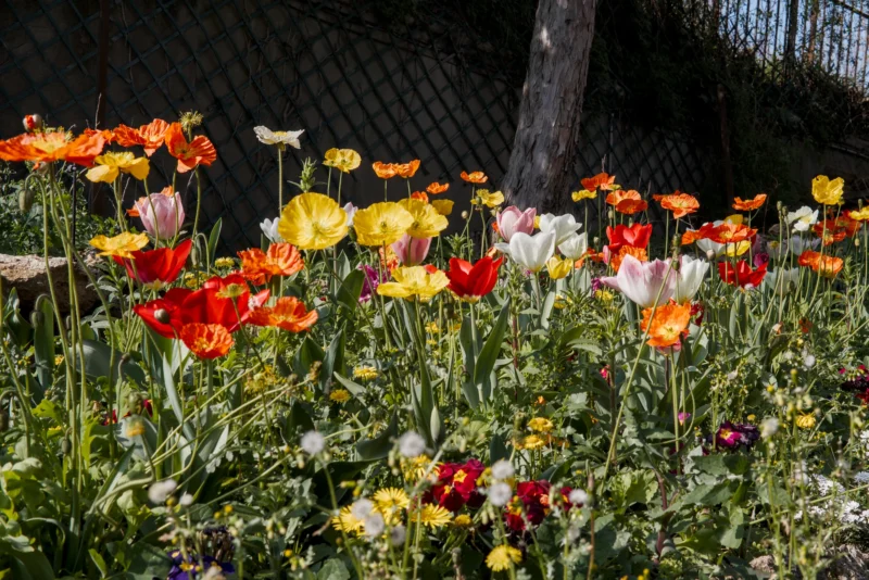 Frédéric · 21/03/2026 · 2517 x 1679 Cette photographie met en scène un **bouquet de fleurs sauvages** en premier plan, composé principalement de coquelicots et de petites fleurs colorées. La **composition** est serrée, avec un cadrage rapproché qui accentue les détails des pétales.La **lumière** semble naturelle, douce et légèrement tamisée, créant des ombres subtiles. Les **couleurs dominantes** sont vives : rouge, orange, jaune et blanc, apportant une ambiance joyeuse et estivale. Le style est **réaliste et spontané**, évoquant une scène champêtre ou un jardin. L’**ambiance** est chaleureuse et apaisante, presque poétique.