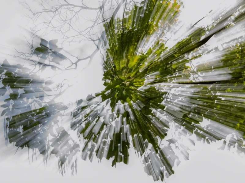 Coulée Verte Cette photographie met en scène des **branches de conifères** recouvertes de givre, formant le sujet principal. La **composition** est dynamique, avec des lignes radiales convergentes vers le centre, créant un effet rayonnant.Le **cadrage** est serré, captant les détails des aiguilles cristallisées. La **lumière**, douce et naturelle, accentue la transparence du givre, donnant un aspect presque magique. Les **couleurs dominantes** sont le blanc éclatant du givre et les verts profonds des branches.Le **style** est artistique et épuré, évoquant une **ambiance** féerique et hivernale, presque abstraite.