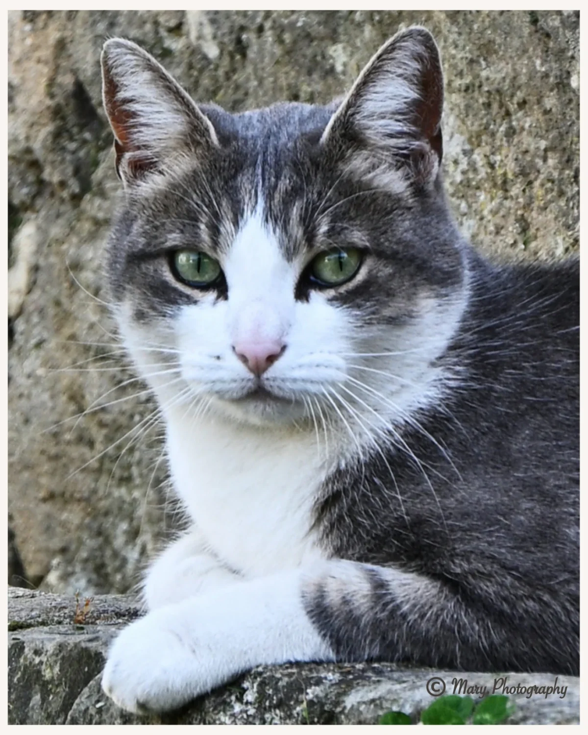 Mary · 2048 x 2560 Cette photographie met en scène un chat comme sujet principal, un félin au pelage gris et blanc. La composition est simple et centrée, avec le chat en position légèrement penchée sur une branche ou un tronc.Le cadrage est serré, mettant en valeur ses traits expressifs. La lumière naturelle, douce et légèrement tamisée, éclaire son visage, accentuant ses yeux verts. Les couleurs dominantes sont les nuances de gris, blanc et quelques touches de vert naturel en arrière-plan.Le style est réaliste et naturel, créant une ambiance calme et paisible, presque sauvage.