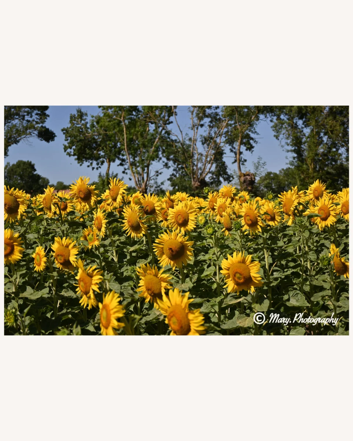 Mary · 2048 x 2560 Cette photographie met en valeur un champ de **tournesols** en fleurs, sujet principal. La **composition** est horizontale, avec une profondeur de champ qui isole les fleurs en premier plan.Le **cadrage** est serré sur les fleurs, avec des arbres en arrière-plan. La **lumière** naturelle, douce et légèrement latérale, éclaire les pétales, créant des contrastes. Les **couleurs dominantes** sont le jaune vif des tournesols et le vert des feuilles et arbres.Le style est **naturel et réaliste**, avec une ambiance paisible et ensoleillée, évoquant la sérénité et la beauté de la nature.