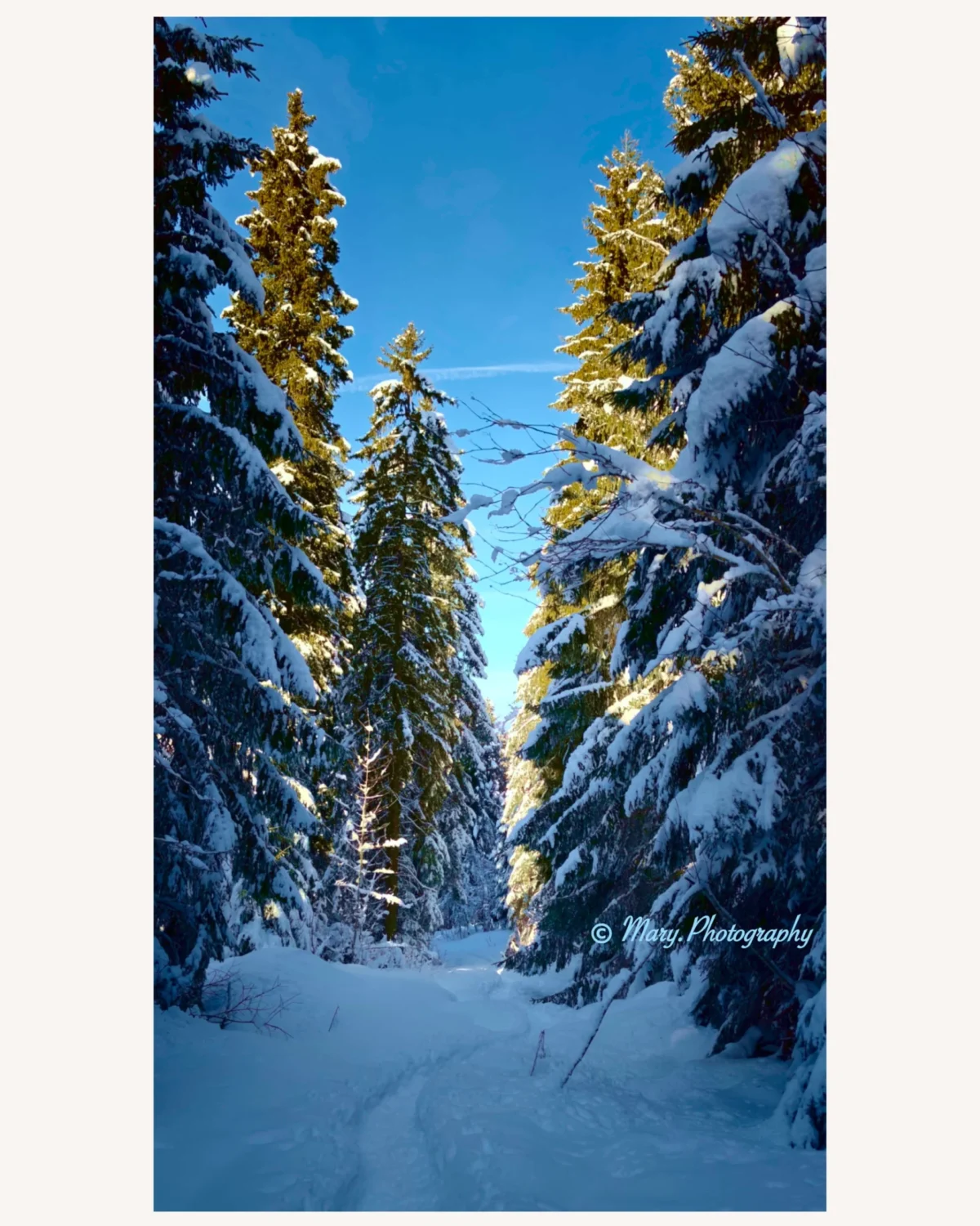 Mary · 2048 x 2560 Cette photographie capture un **paysage hivernal en forêt**. Le **sujet principal** est une allée de conifères enneigés, éclairés par la lumière dorée du soleil couchant.La **composition** est verticale, avec un **cadrage serré** guidant le regard vers le haut. La **lumière** est douce et contrastée, créant des jeux d'ombres et de clarté. Les **couleurs dominantes** sont les bleus froids du ciel et du manteau neigeux, rehaussés par les **tons chauds dorés** des arbres.Le **style** est épuré et naturel, évoquant une **ambiance paisible et presque magique**, typique des forêts enneigées sous un ciel dégagé.