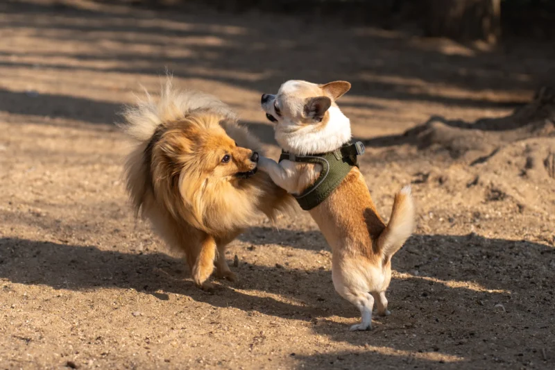 Marc Lab. · 21/03/2026 · 4271 x 2847 Cette photographie capture deux chiens en pleine interaction ludique. Le sujet principal est leur jeu dynamique, avec un chien en mouvement et l’autre en posture de réception.La composition est naturelle, centrée sur les animaux. Le cadrage serré met en valeur leur interaction, avec un arrière-plan flou et neutre.La lumière, douce et naturelle, semble provenir d’un éclairage diurne, créant des ombres légères. Les couleurs dominantes sont les tons chauds (beige, marron) des pelages des chiens, contrastant avec le sol terreux.Le style est spontané et vivant, évoquant une ambiance joyeuse et énergique.