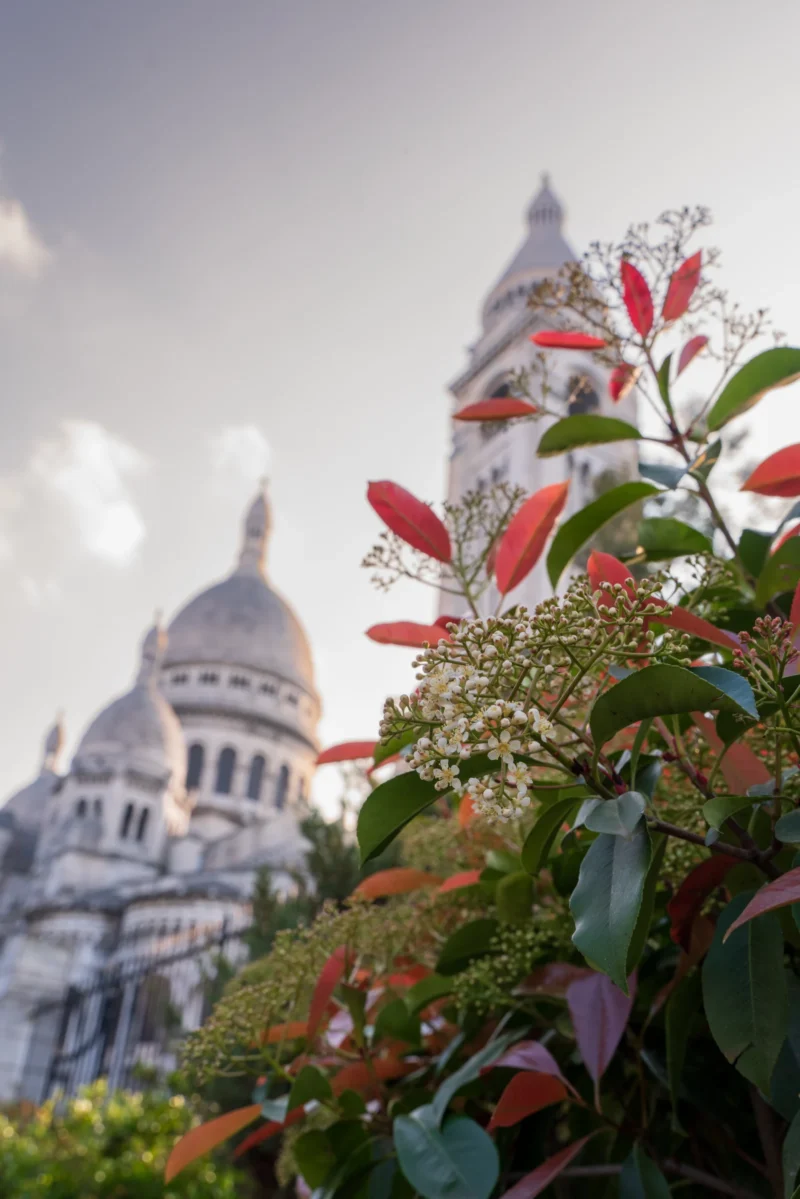 Juan · 21/03/2026 · 4708 x 7058 Cette photographie met en valeur la basilique du Sacré-Cœur de Paris en arrière-plan. Le cadrage est serré sur des feuilles et fleurs colorées en premier plan, créant un flou artistique qui isole le sujet principal.La lumière est douce et naturelle, probablement en journée, avec des tons pastel. Les couleurs dominantes sont les verts des feuilles, les rouges des fleurs et les blancs/beiges de la basilique. Le style est poétique et romantique, évoquant une ambiance paisible et contemplative.