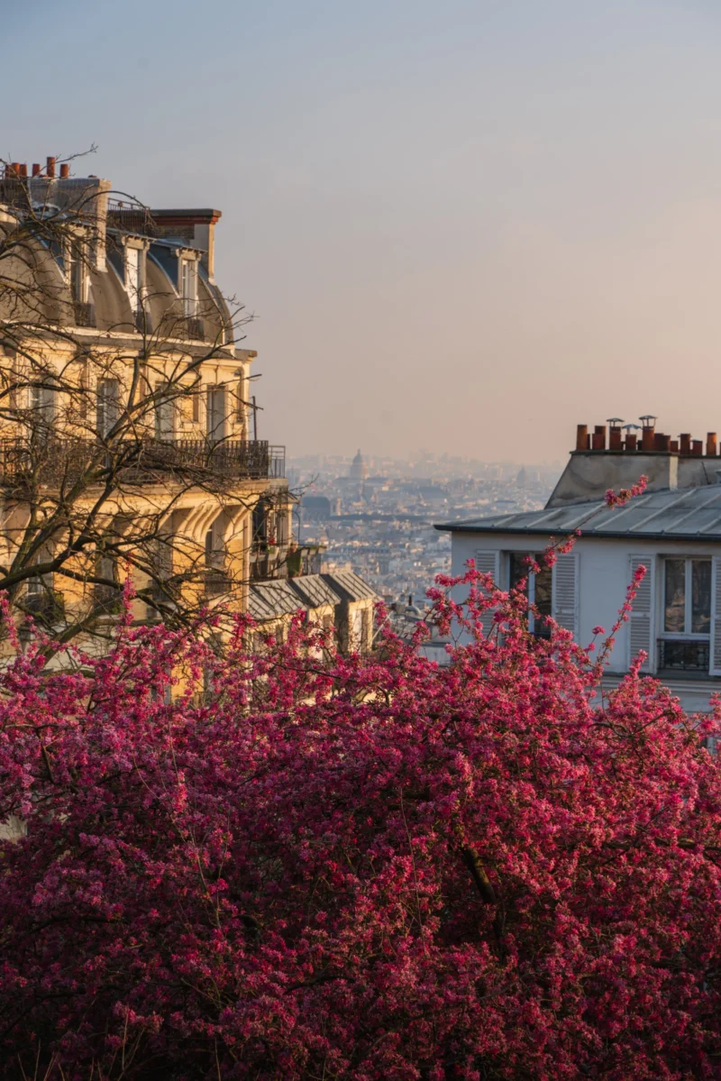 Juan · 21/03/2026 · 5037 x 7552 Cette photographie met en avant un **buisson en fleurs roses** en premier plan, contrastant avec des **immeubles parisiens** typiques en arrière-plan. La **composition** joue sur la profondeur avec un cadrage serré sur la végétation et un arrière-plan flou révélant une ville lointaine.La **lumière** douce, probablement crépusculaire, adoucit les contours. Les **couleurs dominantes** sont les roses vifs du végétal et les tons neutres des bâtiments, rehaussés par une atmosphère légèrement bleutée.Le **style** est naturaliste et poétique, évoquant une **ambiance paisible et mélancolique**, typique des paysages urbains romantiques.