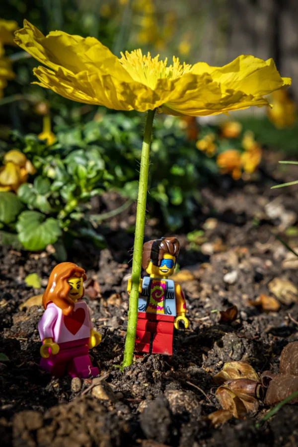 AnJo Beckers · 14/03/2026 · 3494 x 5241 Cette photographie met en scène deux figurines Lego posées devant une fleur jaune en pleine terre. Le sujet principal est cette fleur, entourée des figurines en position comme si elles la protégeaient.La composition est simple et équilibrée, avec un cadrage serré sur les éléments principaux. La lumière naturelle, douce et légèrement latérale, met en valeur les détails et les couleurs vives. Les couleurs dominantes sont le jaune éclatant de la fleur, contrastant avec les tons verts de la terre et les couleurs pastel des Lego.L’ambiance est à la fois ludique et poétique, évoquant une scène miniature et harmonieuse.
