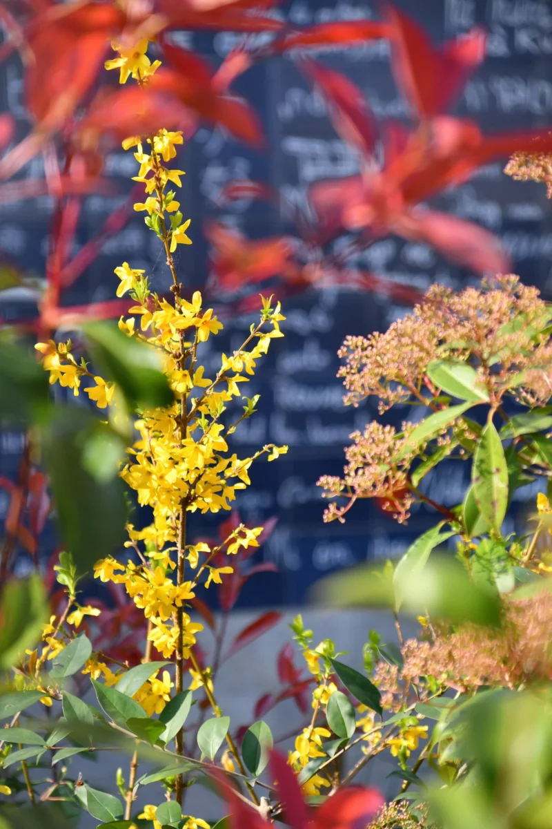Vincent · 21/03/2026 · 3712 x 5568 Cette photographie met en valeur des **fleurs de goldenrod** (ou verges d'or), sujet principal, avec leurs **gros bouquets jaune vif**. La composition joue sur le **flou d’arrière-plan**, mettant en contraste les teintes vives des fleurs avec des feuilles rouges floues.Le **cadrage serré** isole les fleurs tout en intégrant une partie du feuillage environnant. La **lumière naturelle**, probablement ensoleillée, accentue les couleurs et crée des jeux d’ombres douces. Les **couleurs dominantes** sont le jaune éclatant et le rouge profond, renforçant une ambiance **automnale et vibrante**, presque sauvage et naturelle. Le style est **spontané et esthétique**, captant la beauté épurée de la nature.