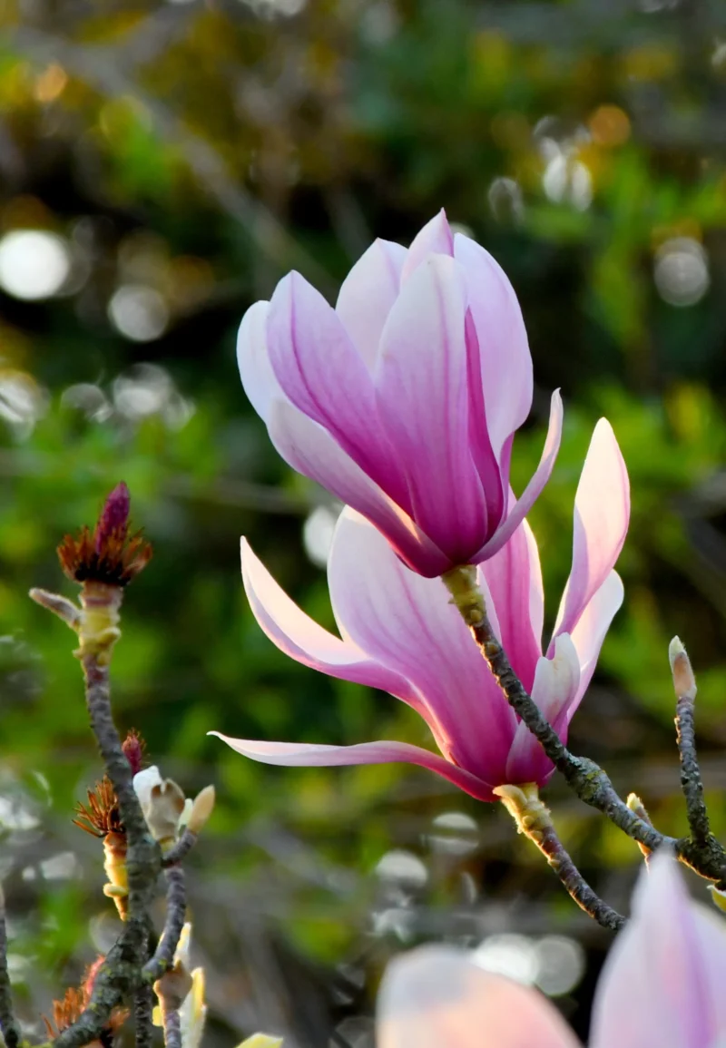 Vincent · 21/03/2026 · 2180 x 3147 Cette photographie met en valeur une **fleur de magnolia** en bouton, partiellement éclose, aux pétales **rose pâle et blancs**. Le **sujet principal** est net, avec un **cadrage serré** qui isole la fleur des éléments environnants.La **composition** est simple et naturelle, avec un arrière-plan flou de feuillage vert. La **lumière**, douce et naturelle, accentue les nuances délicates des pétales. Les **couleurs dominantes** sont les tons pastel de rose et blanc, contrastant avec le vert profond du fond.Le **style** est épuré et photographique, évoquant une **ambiance paisible et poétique**, presque romantique.