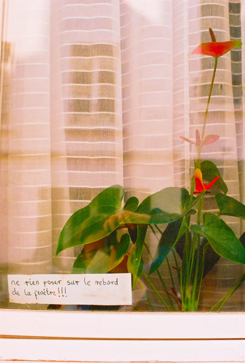 Nadia · 2433 x 3601 Cette photographie montre principalement une plante verte avec des feuilles larges et une fleur rouge en arrière-plan. Une note manuscrite, partiellement visible, est accrochée à la plante, ajoutant une touche humoristique ou poétique.La composition est simple et naturelle, avec un cadrage serré sur les plantes. La lumière semble douce et naturelle, éclairant les éléments sans créer d'ombres marquées. Les couleurs dominantes sont les verts des feuilles et le rouge vif de la fleur, contrastant avec le fond neutre des rideaux.L’ambiance est chaleureuse et intimiste, évoquant un intérieur domestique et apaisant.