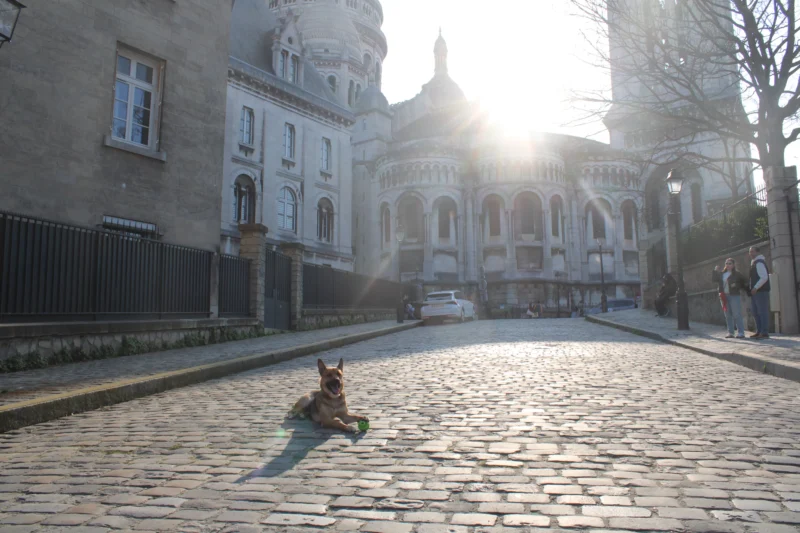 Roberta · 21/03/2026 · 6000 x 4000 Cette photographie met en scène un chien assis sur une chaussée pavée en pente, comme sujet principal. La composition est simple et épurée, avec une perspective ascendante vers un bâtiment historique en arrière-plan.Le cadrage est serré sur le chien, mais inclut aussi l’architecture et la rue déserte. La lumière, douce et dorée, provient du soleil bas, créant des ombres longues et une ambiance chaleureuse. Les couleurs dominantes sont les tons neutres (gris des pavés, beige des bâtiments) rehaussés par la lumière dorée.Le style est réaliste et naturel, évoquant une scène paisible et mélancolique. L’ambiance est calme et contemplative, renforcée par l’absence de mouvement.