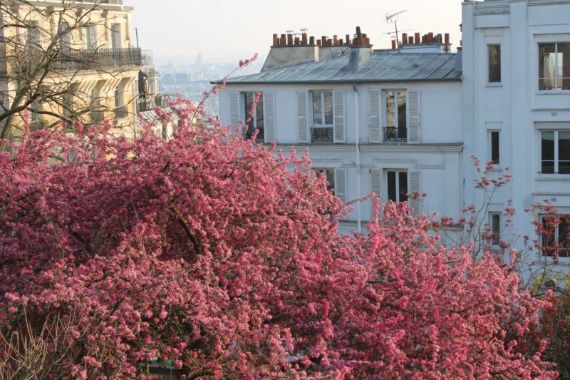 Roberta · 21/03/2026 · 6000 x 4000 Cette photographie met en avant un **arbuste en fleurs roses vives** au premier plan. La **composition** oppose la nature exubérante à l’architecture urbaine en arrière-plan, avec des **immeubles blancs** aux toits gris.Le **cadrage** est serré sur la végétation, créant une impression de profondeur. La **lumière** douce, probablement naturelle, adoucit les contrastes. Les **couleurs dominantes** sont les roses intenses et les tons neutres des bâtiments.Le style est **naturel et réaliste**, évoquant une ambiance **sereine et presque poétique**, mêlant urbanité et nature.