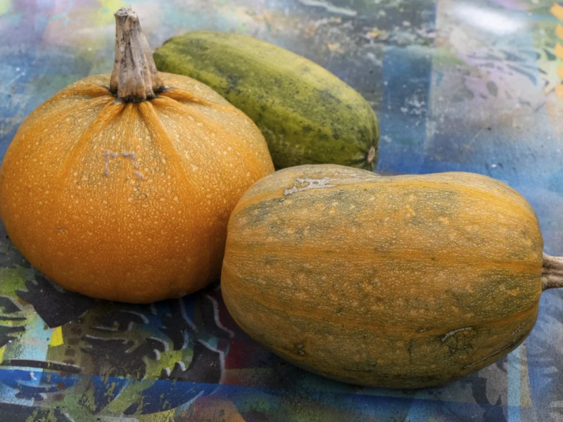 Village de Charonne Cette photographie met en scène trois courges posées sur un tissu coloré. Le sujet principal est une courge orange classique, accompagnée de deux autres variétés plus originales, l’une striée et l’autre verte.La composition est simple et symétrique, avec un cadrage serré qui isole les courges. La lumière naturelle, douce et légèrement tamisée, met en valeur les textures et les couleurs. Les teintes dominantes sont les oranges, verts et quelques touches bleutées du tissu en arrière-plan.Le style est épuré et photographique, évoquant une ambiance chaleureuse et naturelle, presque automnale.