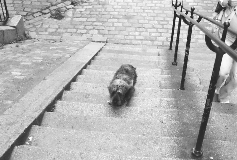 Nadia · 3601 x 2433 Cette photographie en noir et blanc montre un chien allongé sur des marches extérieures en pierre. Le sujet principal est le chien, capturé en contre-plongée, ce qui accentue son aspect vulnérable.La composition repose sur les lignes des marches et des rampes métalliques, créant un cadrage dynamique. La lumière semble naturelle, douce mais contrastée, soulignant les textures et ombres. Les couleurs, limitées au noir et blanc, renforcent une ambiance mélancolique et intemporelle. Le style est documentaire et sobre, évoquant une scène de vie quotidienne, avec une atmosphère à la fois calme et légèrement triste.
