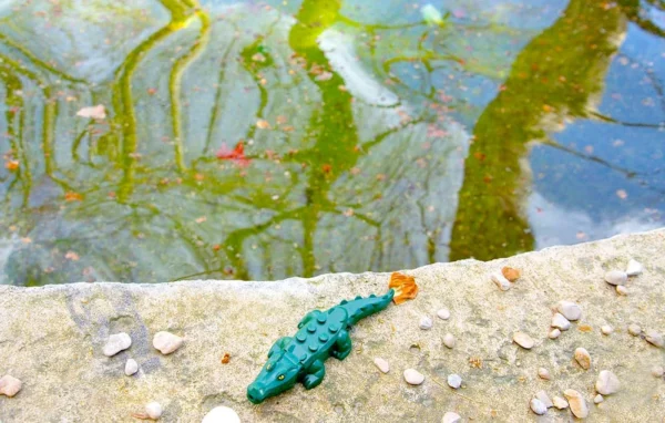 Pascale CHESNOT · 14/03/2026 · 1000 x 637 Cette photographie met en scène un petit jouet en forme de grenouille verte posée sur un rebord de pierre. La composition est simple et naturelle, avec un cadrage serré sur le jouet et son environnement immédiat.L’éclairage semble naturel, mettant en valeur les détails. Les couleurs dominantes sont les verts de la grenouille et les teintes naturelles des pierres et de l’eau en arrière-plan. L’ambiance est paisible et légèrement onirique, évoquant un cadre aquatique et organique. Le style est réaliste et photographique, sans retouche apparente.
