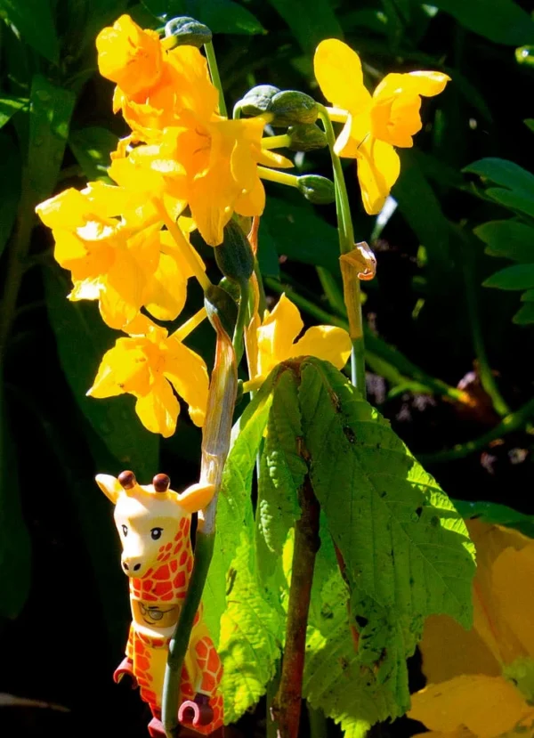 Pascale CHESNOT · 14/03/2026 · 724 x 1000 Cette photographie met en scène un petit ours en peluche accroché à une plante. Le sujet principal est ce jouet, partiellement dissimulé par les feuilles vertes et les fleurs jaunes vives.La composition joue sur le contraste entre l'objet artificiel et la nature. Le cadrage est serré, centré sur la plante et l'ours. La lumière naturelle, douce et légèrement filtrée, éclaire la scène, créant des ombres douces.Les couleurs dominantes sont le jaune des fleurs, le vert des feuilles et les teintes pastel de l'ours. Le style est naturel et spontané, évoquant une ambiance poétique et légèrement nostalgique.