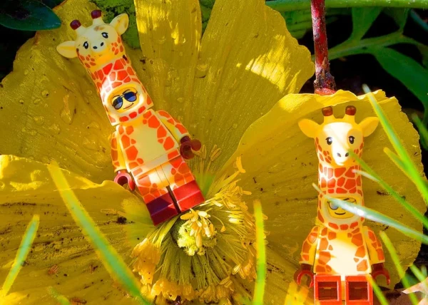 Pascale CHESNOT · 14/03/2026 · 1000 x 713 Cette photographie met en scène deux figurines lumineuses représentant des girafes, décorées de motifs festifs et colorés. Elles sont placées sur des feuilles jaunes stylisées, évoquant des lanternes ou des décorations de fête.Le cadrage est serré, centré sur les girafes, avec une composition symétrique. La lumière est douce et chaude, mettant en valeur les couleurs vives et les détails lumineux des figurines. Les couleurs dominantes sont le jaune, l’orange et le rouge, créant une ambiance chaleureuse et festive, typique des décorations de Noël ou des fêtes d’hiver.