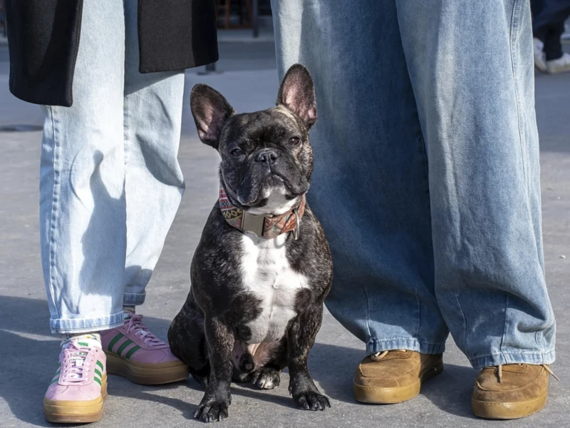 Cette photographie met en scène un **French Bulldog** comme sujet principal, assis au premier plan. La **composition** est simple et centrée, avec le chien en position centrale, encadré par les jambes d’une personne vêtue de jeans et de baskets colorées.Le **cadrage** est serré, mettant l’accent sur l’animal. La **lumière** est naturelle, probablement en extérieur, avec des ombres douces. Les **couleurs dominantes** sont les tons neutres (gris du chien, bleu des jeans) et les touches vives des baskets (rose et jaune).Le style est **détendu et spontané**, évoquant une ambiance **quotidienne et chaleureuse**.