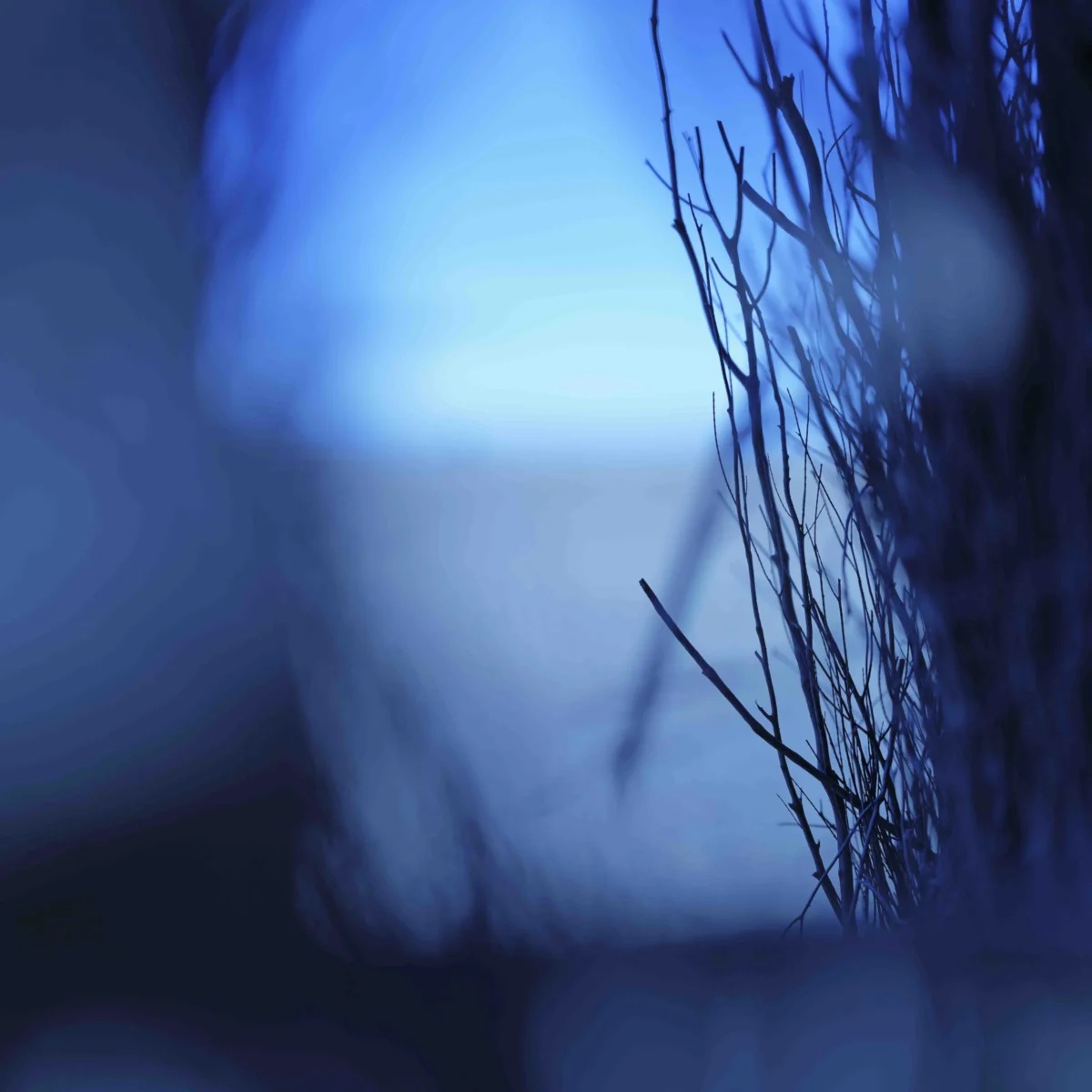 Jean-Paul · 13/12/2025 · 6336 x 6336 Cette photographie met en scène un **sujet flou et indistinct**, probablement une silhouette ou un objet partiellement caché par des **branches ou des cheveux**.La **composition** est épurée, centrée sur un **cadrage serré**. La lumière, douce et tamisée, crée une **ambiance mystérieuse et onirique**. Les **couleurs dominantes** sont des **tons bleus froids**, renforçant une sensation de calme et de mélancolie.Le style, **abstrait et poétique**, joue sur les contrastes de flou et de netteté, évoquant une **atmosphère contemplative et presque rêveuse**.