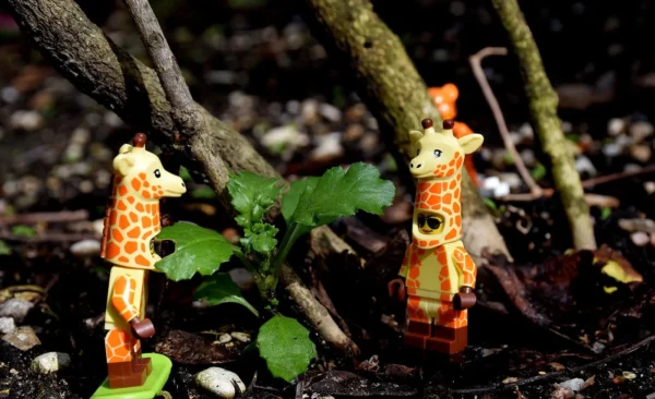 Franck TREBOIT · 14/03/2026 · 1400 x 853 Cette photographie met en scène deux petites figurines de girafes Lego, posées sur un sol forestier.Le **sujet principal** est ces girafes miniatures, entourées de **feuilles et branches** en arrière-plan. La **composition** est naturelle, avec un cadrage serré sur les figurines et leur environnement immédiat. La **lumière** semble douce et naturelle, créant des ombres légères.Les **couleurs dominantes** sont les tons verts de la végétation, contrastant avec les couleurs vives des girafes (orange et blanc). Le **style** est réaliste et photographique, tandis que l'**ambiance** est poétique et légèrement fantastique, mêlant jouet et nature.