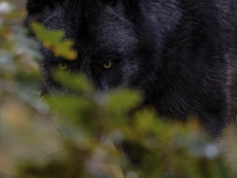 Cette photographie met en scène un chat noir comme sujet principal, partiellement caché parmi des feuilles vertes. Le cadrage est serré, centré sur son visage et son pelage, créant une impression d’intimité et de mystère. La lumière est douce et tamisée, avec des reflets subtilement contrastés, donnant une ambiance naturelle et légèrement floue.Les couleurs dominantes sont le noir profond du chat et le vert des feuilles, renforçant une atmosphère calme et discrète. Le style est épuré et réaliste, avec une touche artistique due au flou et à la lumière naturelle, évoquant une scène paisible et presque onirique.