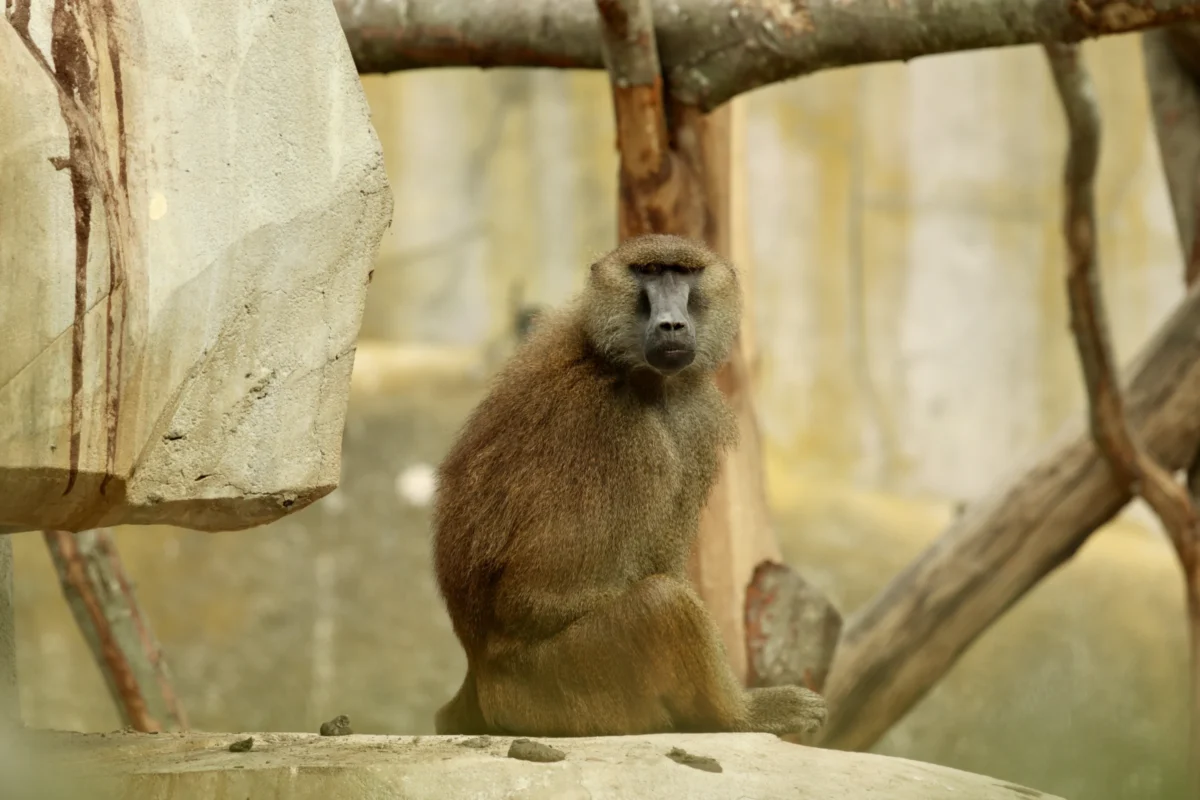 Francoise · 18/04/2026 · 6000 x 4000 Cette photographie met en scène un **babouin** comme sujet principal, assis sur une structure rocheuse. La **composition** est simple et centrée, avec un cadrage serré qui isole l’animal. L’arrière-plan, flou, montre une enclos avec des troncs et des rochers.La **lumière** est naturelle, douce mais légèrement tamisée, créant des ombres discrètes. Les **couleurs dominantes** sont des tons neutres (beige, gris) avec des touches de brun sur le pelage de l’animal.Le style est **documentaire**, réaliste, sans retouche apparente. L’**ambiance** est calme et naturelle, évoquant un environnement contrôlé, comme un zoo ou un parc animalier.